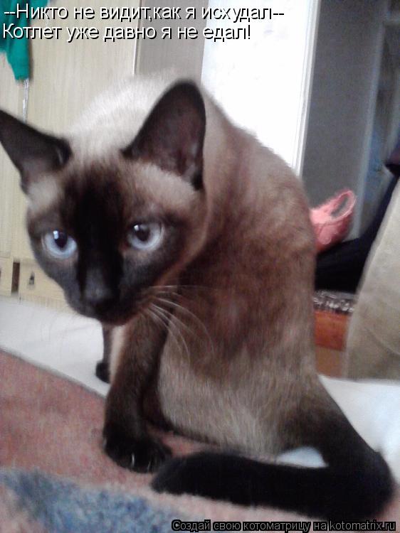 Котоматрица: --Никто не видит,как я исхудал-- Котлет уже давно я не едал!