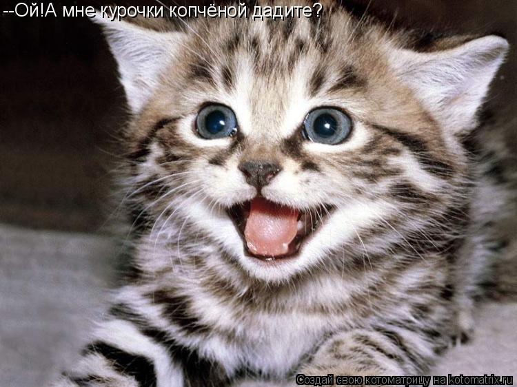 Котоматрица: --Ой!А мне курочки копчёной дадите?
