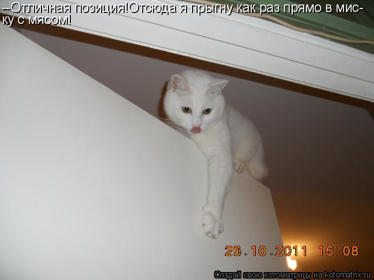 Котоматрица: --Отличная позиция!Отсюда я прыгну как раз прямо в мис- ку с мясом!