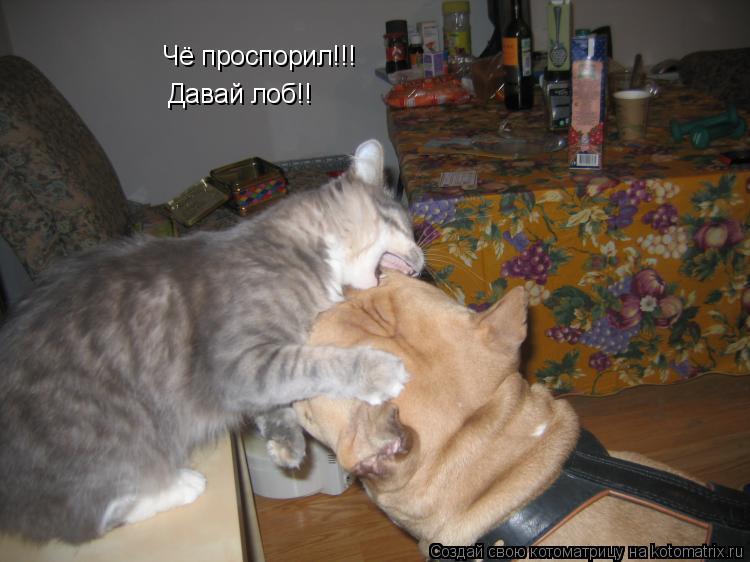 Котоматрица: Чё проспорил!!! Давай лоб!!