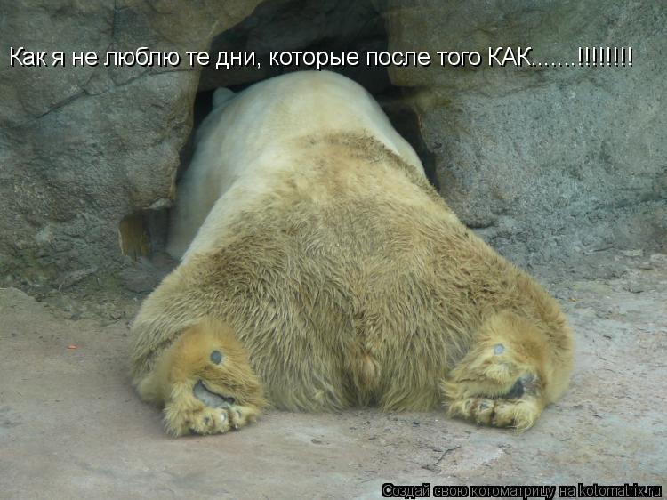 Котоматрица: Как я не люблю те дни, которые после того КАК.......!!!!!!!!