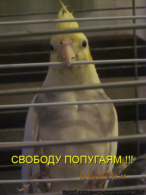 Котоматрица: СВОБОДУ ПОПУГАЯМ !!!