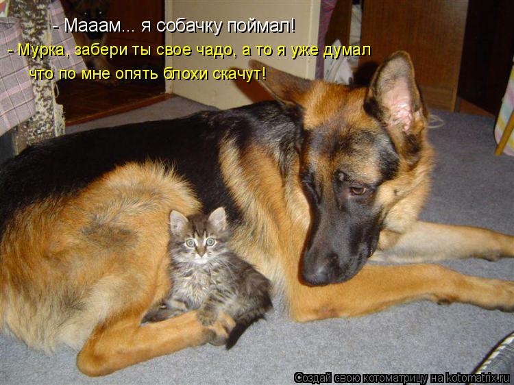 Котоматрица: - Мааам... я собачку поймал! что по мне опять блохи скачут! - Мурка, забери ты свое чадо, а то я уже думал