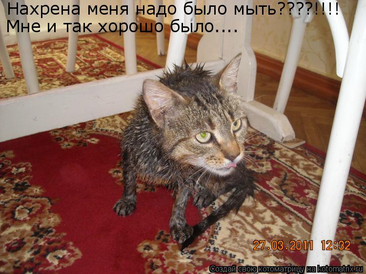 Котоматрица: Нахрена меня надо было мыть????!!!! Мне и так хорошо было....