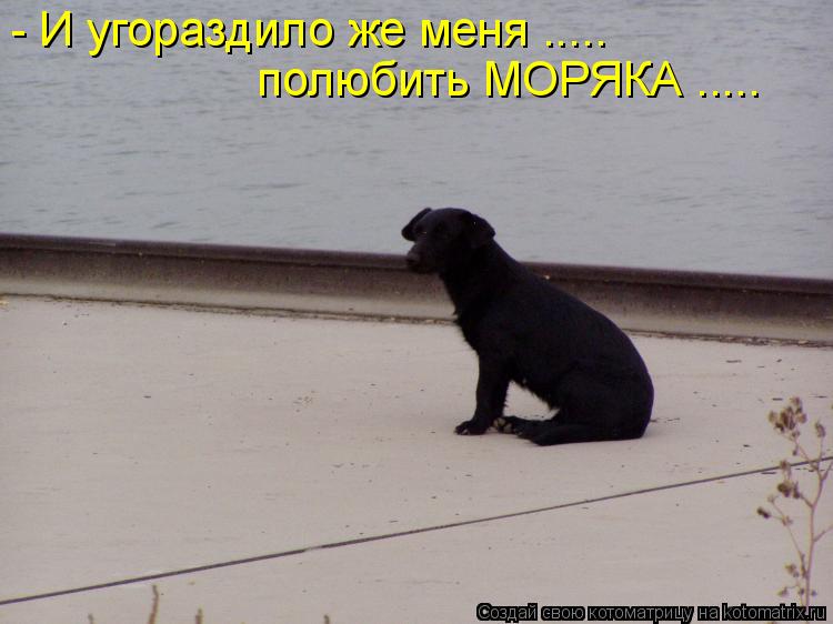 - И угораздило же меня ..... полюбить МОРЯКА ........ Котоматрица: - И угораздило же меня ..... полюбить МОРЯКА .....