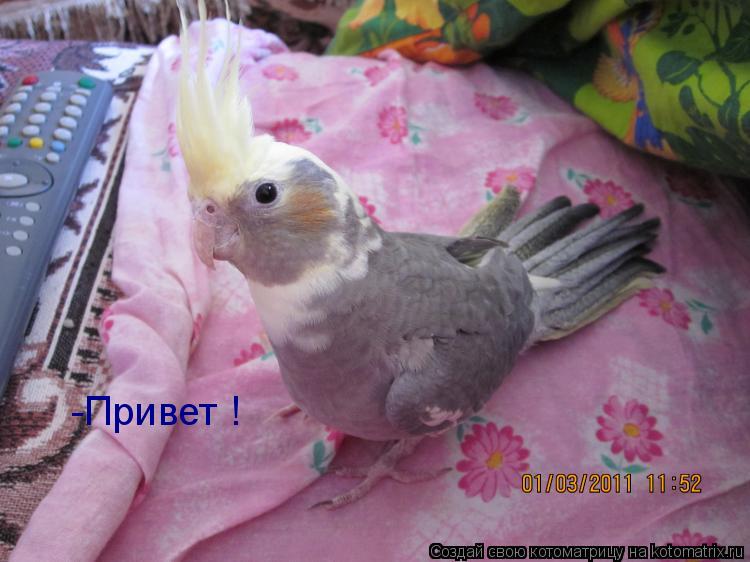 Котоматрица: -Привет !