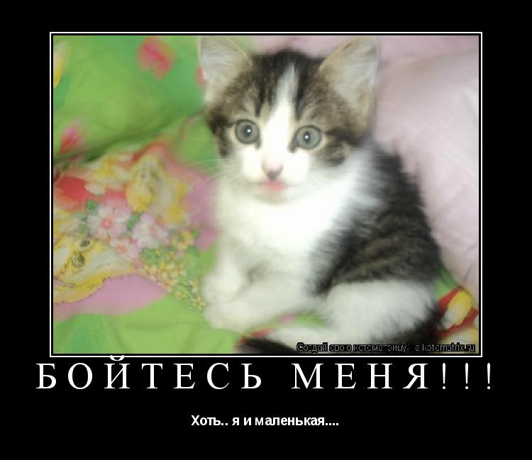 бойтесь меня!!! Хоть.. я и маленькая....... Котоматрица: бойтесь меня!!! Хоть.. я и маленькая....
