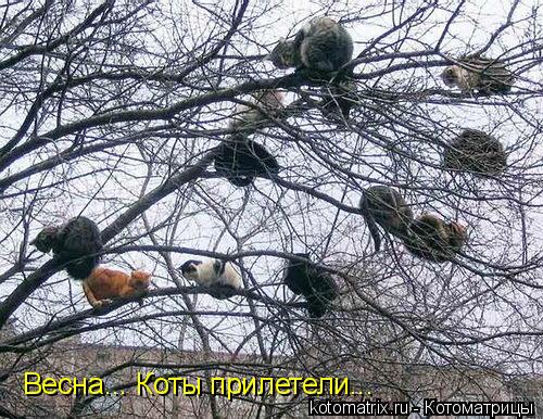 Котоматрица: Весна... Коты прилетели...
