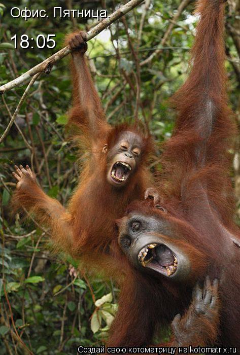 Котоматрица: Офис. Пятница. 18:05