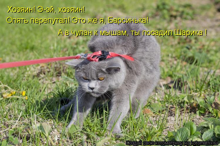 Котоматрица: Хозяин! Э-эй, хозяин! Опять перепутал! Это же я, Барсинька! А в чулан к мышам, ты посадил Шарика !