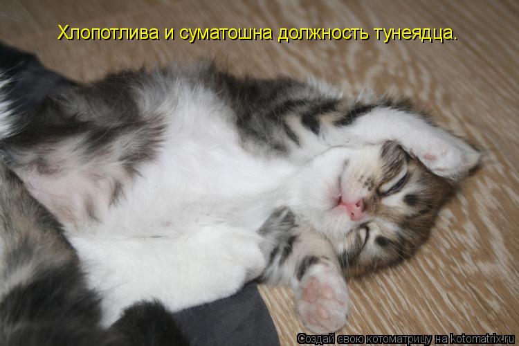 Котоматрица: Хлопотлива и суматошна должность тунеядца.