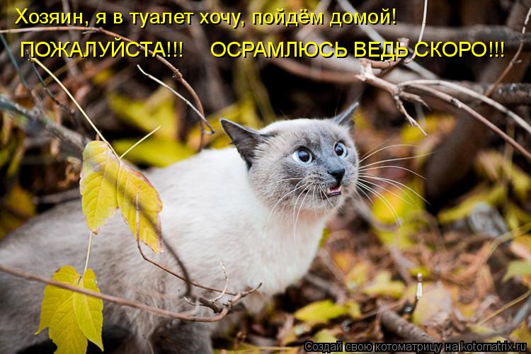 Котоматрица: Хозяин, я в туалет хочу, пойдём домой!  ОСРАМЛЮСЬ ВЕДЬ СКОРО!!! ПОЖАЛУЙСТА!!!