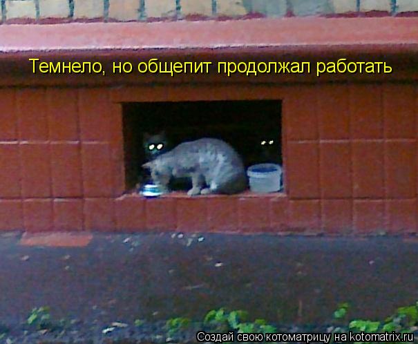 Котоматрица: Темнело, но общепит продолжал работать