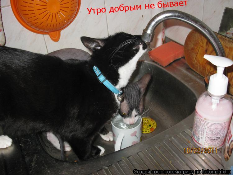Котоматрица: Утро добрым не бывает