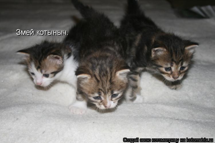 Котоматрица: Змей котыныч.