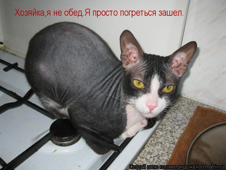 Котоматрица: Хозяйка,я не обед.Я просто погреться зашел.