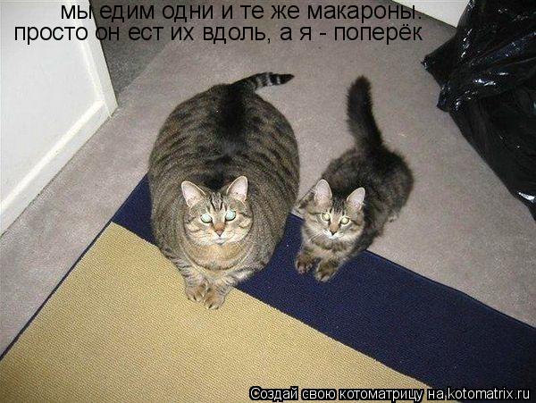 Котоматрица: мы едим одни и те же макароны. просто он ест их вдоль, а я - поперёк