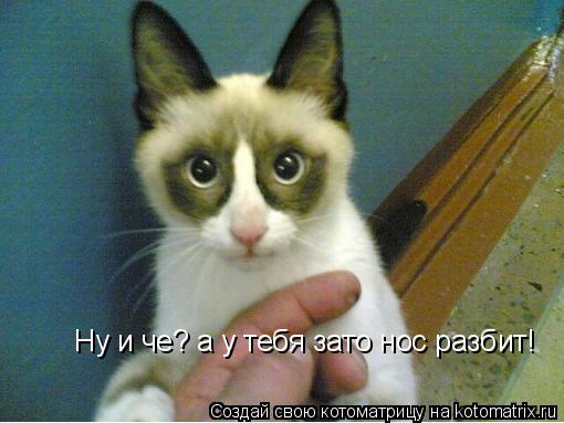 Ну и че? а у тебя зато нос разбит!... Котоматрица: Ну и че? а у тебя зато нос разбит!