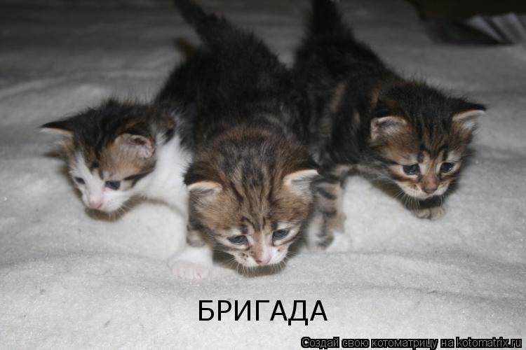 Котоматрица: БРИГАДА