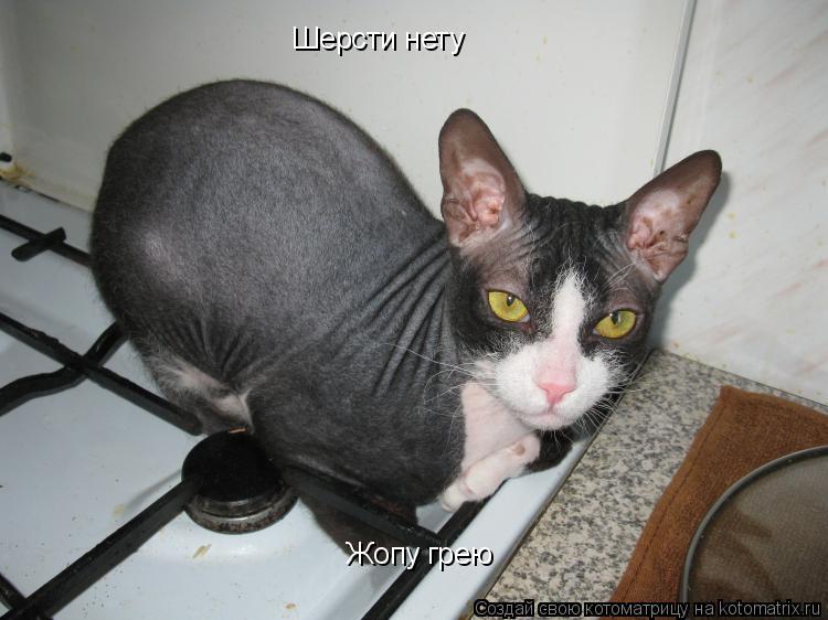 Котоматрица: Шерсти нету Жопу грею