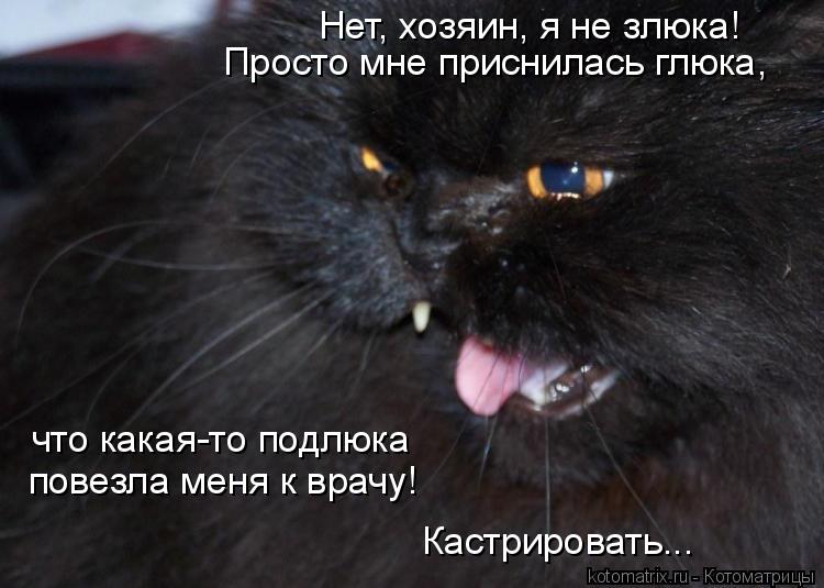 Котоматрица: Нет, хозяин, я не злюка! Просто мне приснилась глюка,  что какая-то подлюка  повезла меня к врачу! Кастрировать...