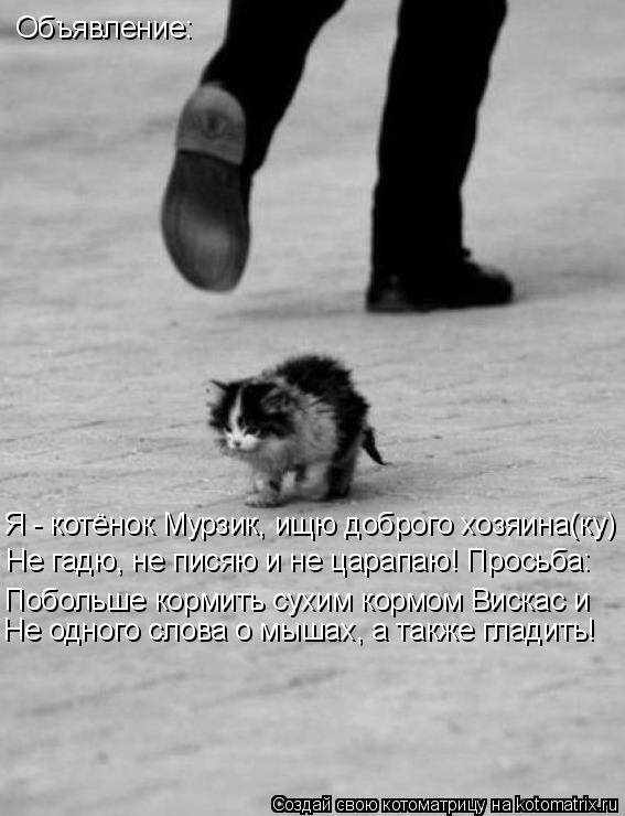 Котоматрица: Объявление: Я - котёнок Мурзик, ищю доброго хозяина(ку) Не гадю, не писяю и не царапаю! Просьба: Побольше кормить сухим кормом Вискас и Не одно