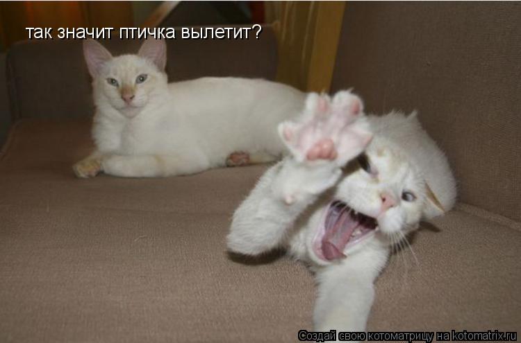 Котоматрица: так значит птичка вылетит?