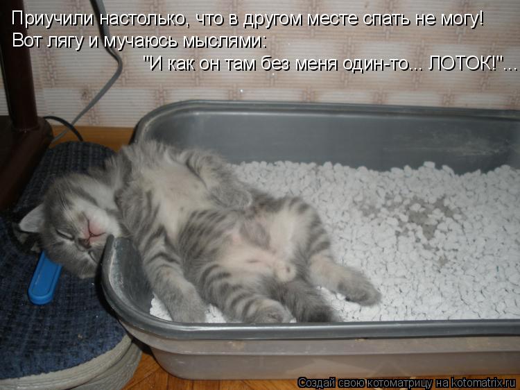 Котоматрица: Приучили настолько, что в другом месте спать не могу! Вот лягу и мучаюсь мыслями: "И как он там без меня один-то... ЛОТОК!"...