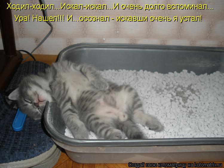 Котоматрица: Ходил-ходил...Искал-искал...И очень долго вспоминал... Ура! Нашел!!! И...осознал - искавши очень я устал!