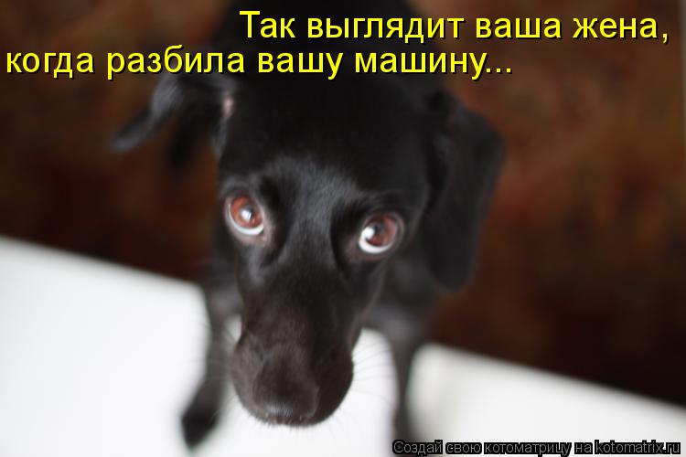Котоматрица: Так выглядит ваша жена, когда разбила вашу машину...