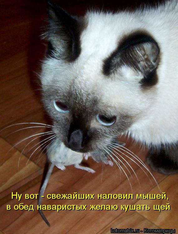Ну вот - свежайших наловил мышей, в обед наваристых желаю кушать щей... Котоматрица: Ну вот - свежайших наловил мышей, в обед наваристых желаю кушать щей