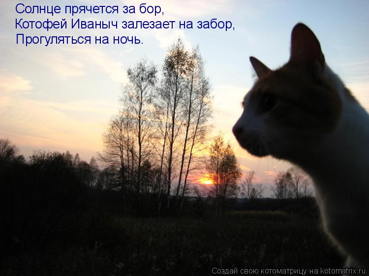 Котоматрица: Котофей Иваныч залезает на забор, Прогуляться на ночь. Солнце прячется за бор,