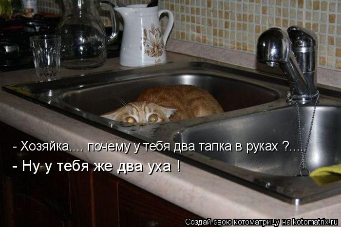 Котоматрица: - Ну у тебя же два уха ! - Хозяйка.... почему у тебя два тапка в руках ?.....