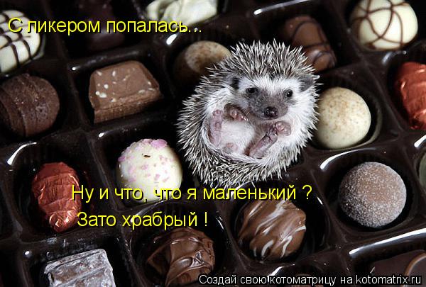 Котоматрица: С ликером попалась... Ну и что, что я маленький ? Зато храбрый !