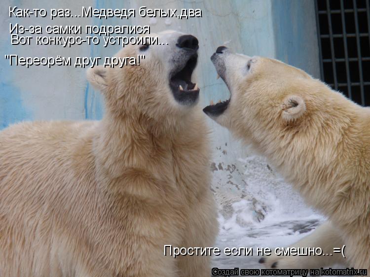 Котоматрица: Как-то раз...Медведя белых,два Из-за самки подралися Вот конкурс-то устроили... "Переорём друг друга!" Простите если не смешно...=(