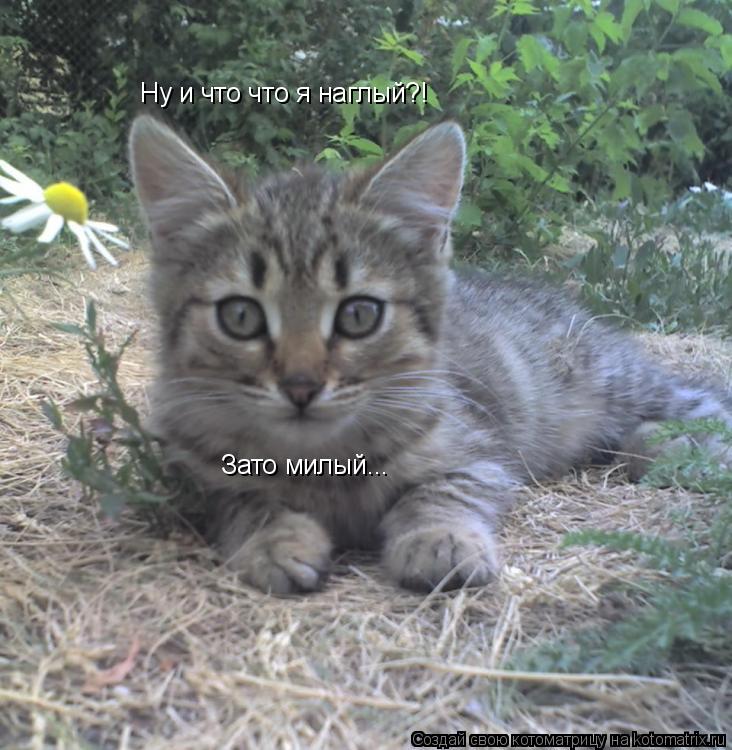 Котоматрица: Ну и что что я наглый?! Зато милый...