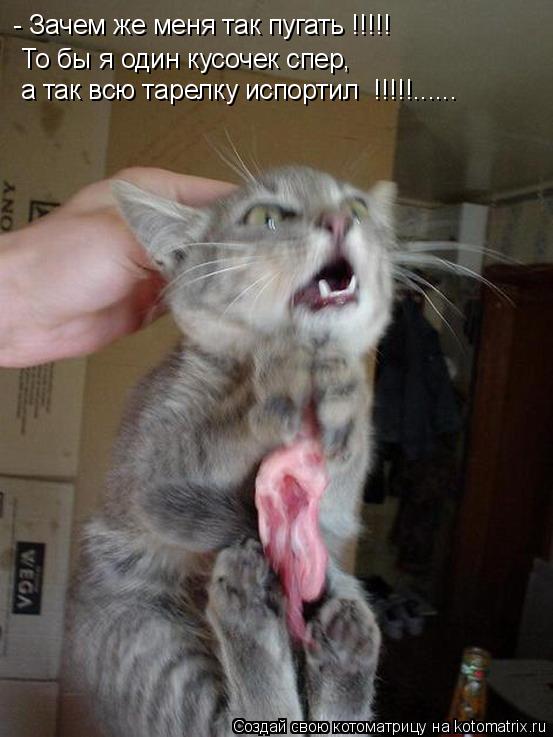 Котоматрица: - Зачем же меня так пугать !!!!! То бы я один кусочек спер, а так всю тарелку испортил  !!!!!......