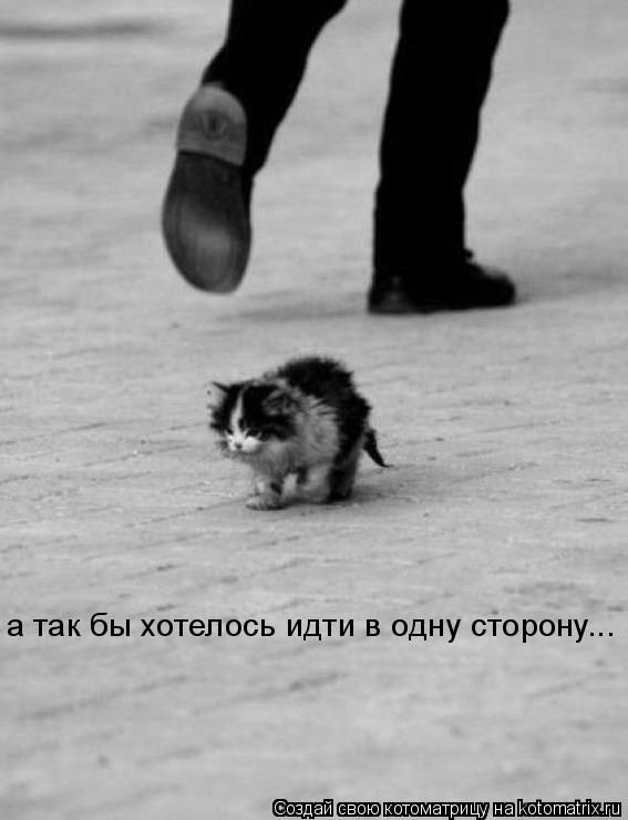Котоматрица: а так бы хотелось идти в одну сторону...