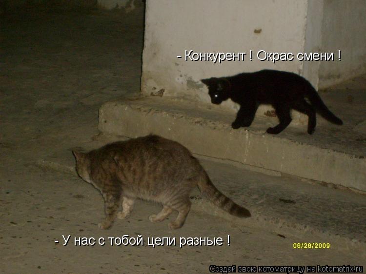 Котоматрица: - Конкурент ! Окрас смени ! - У нас с тобой цели разные !