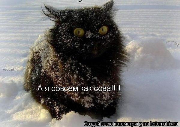 Котоматрица: А я совсем как сова!!!!