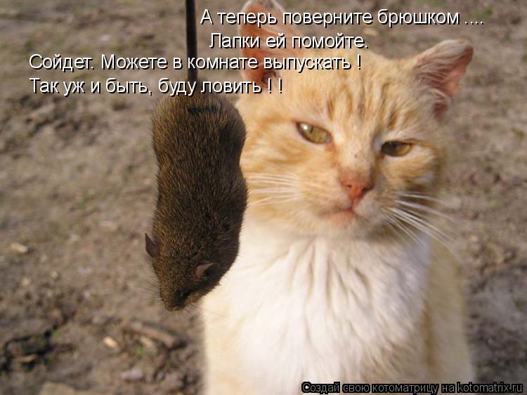 Котоматрица: А теперь поверните брюшком .... Лапки ей помойте. Так уж и быть, буду ловить ! ! Сойдет. Можете в комнате выпускать !