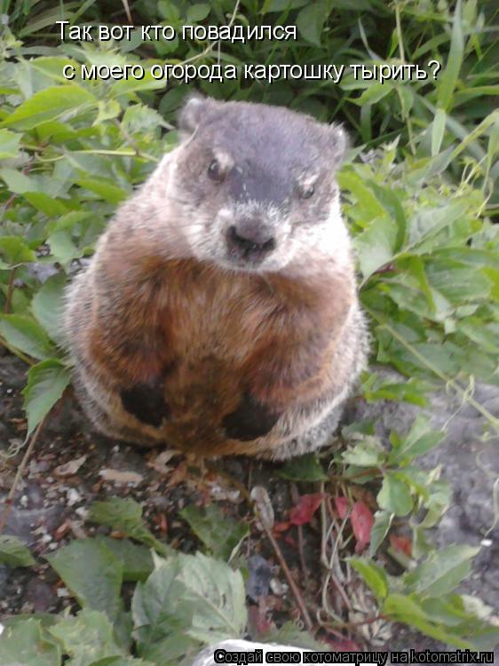 Котоматрица: Так вот кто повадился с моего огорода картошку тырить?
