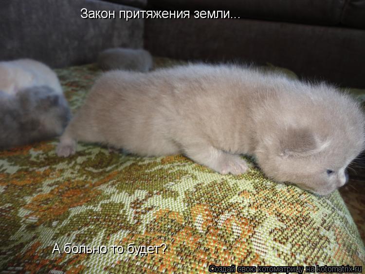 Котоматрица: Закон притяжения земли... А больно то будет?