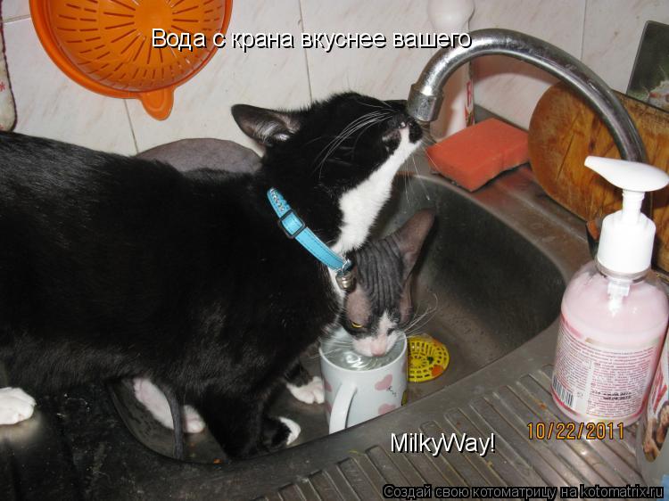 Котоматрица: Вода с крана вкуснее вашего MilkyWay!