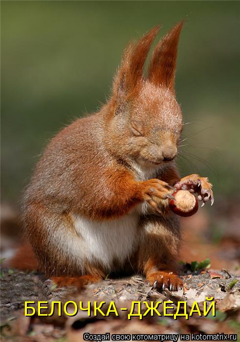 Котоматрица: БЕЛОЧКА-ДЖЕДАЙ