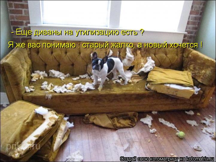 Котоматрица: - Еще диваны на утилизацию есть ? Я же вас понимаю : старый жалко, а новый хочется !