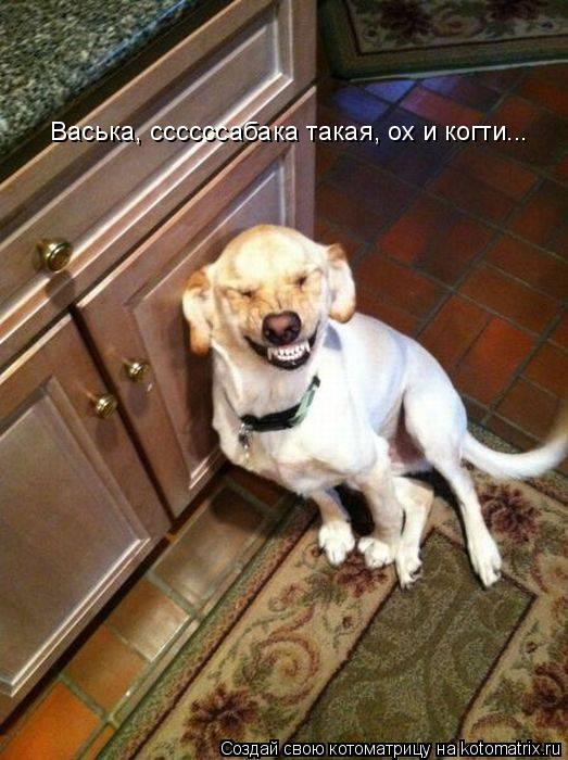 Васька, ссссссабака такая, ох и когти...... Котоматрица: Васька, ссссссабака такая, ох и когти...