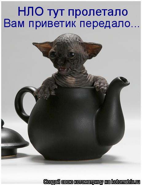 Котоматрица: НЛО тут пролетало Вам приветик передало...