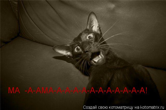 Котоматрица: МА  -А-АМА-А-А-А-А-А-А-А-А-А-А-А!