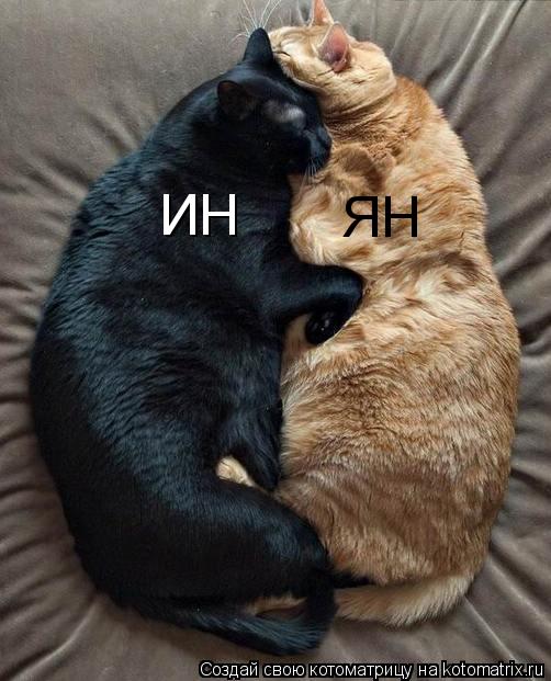 Котоматрица: ИН ЯН
